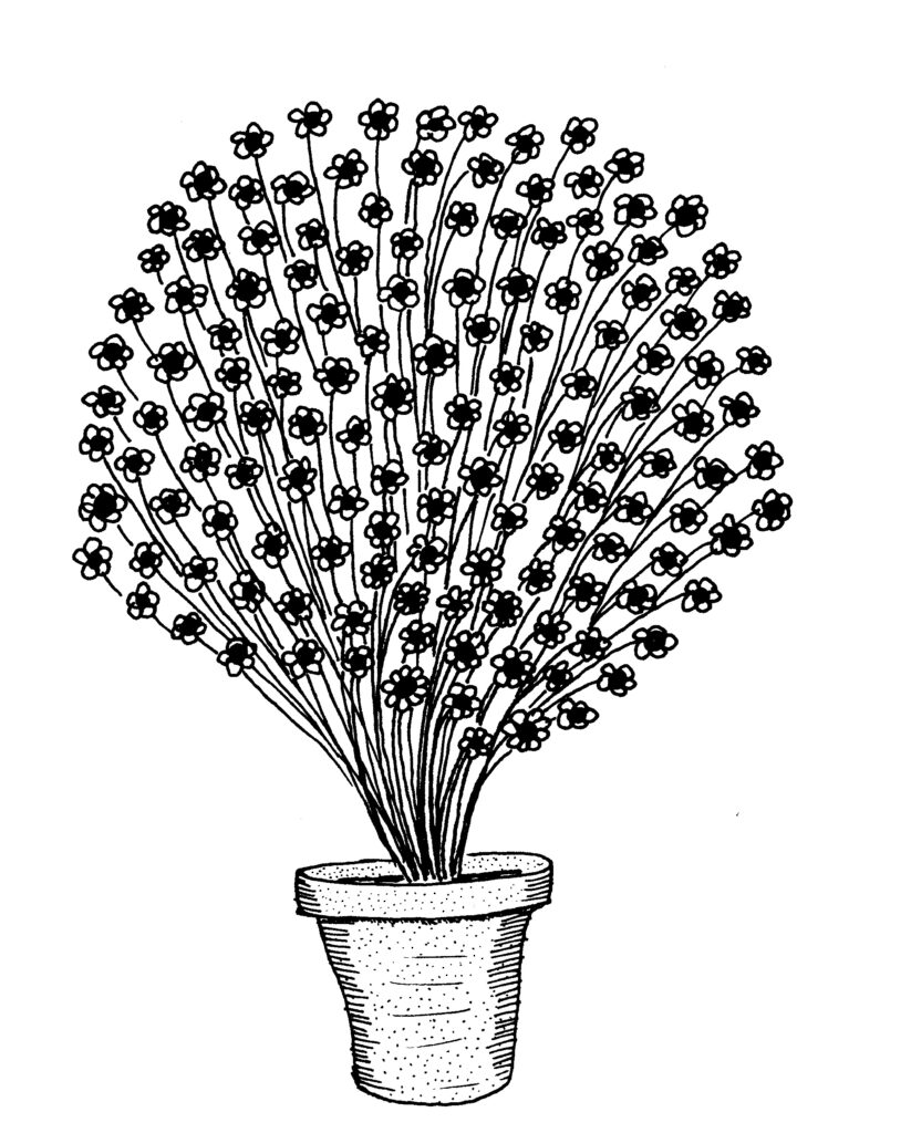 Black daisies in flower pot