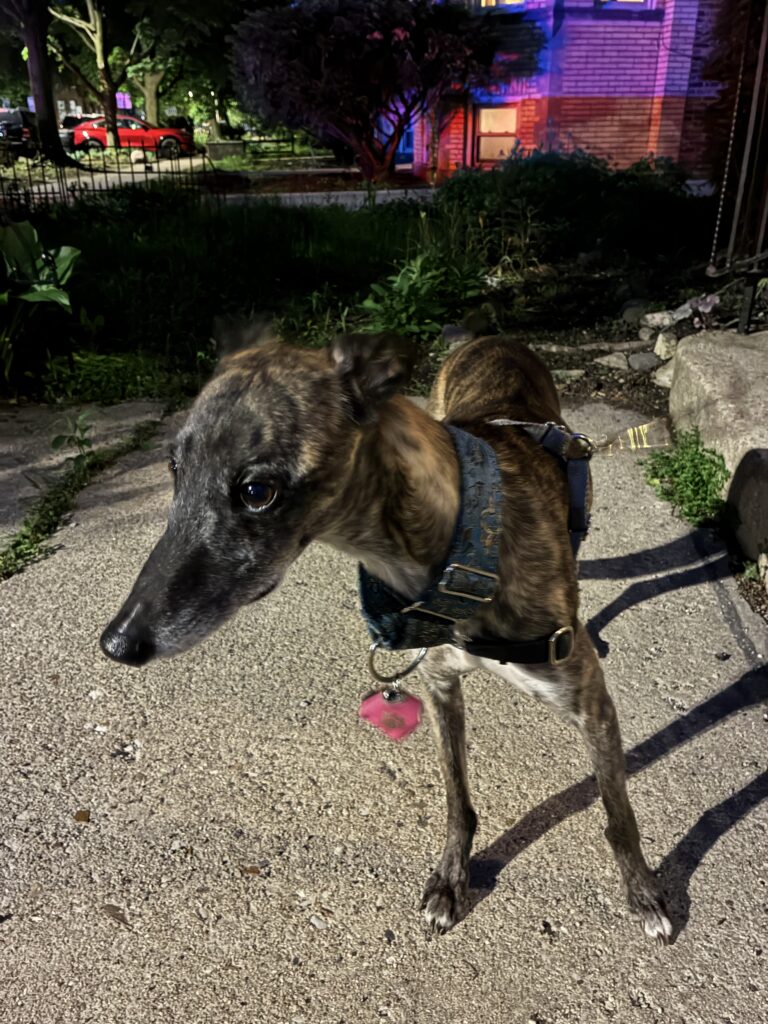Snippet the Whippet after the fire